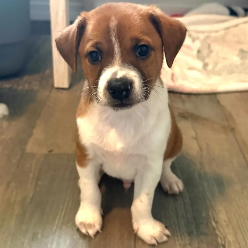 Valentines Day Litter :