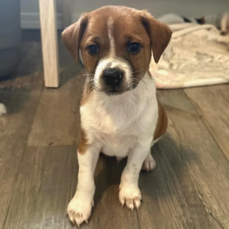 Valentines Day Litter : thumbnail 2