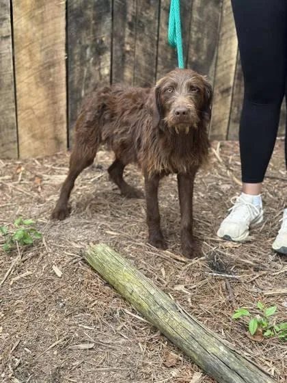 An adult medium-sized male Mixed Breed dog named Spurs for adoption in Lansing, MI