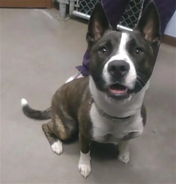 A young large-sized male Bull Terrier dog named Oji for adoption in Phoenix, AZ