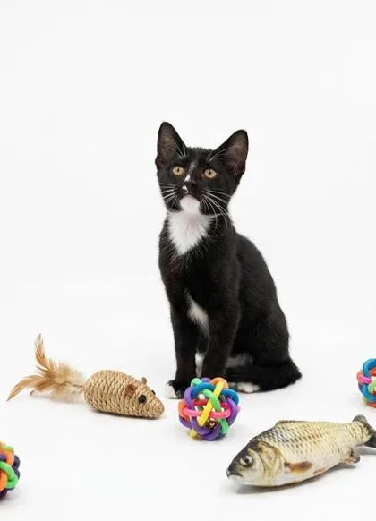 A baby small-sized male Domestic Short Hair cat named Nickel for adoption in Cumming, GA