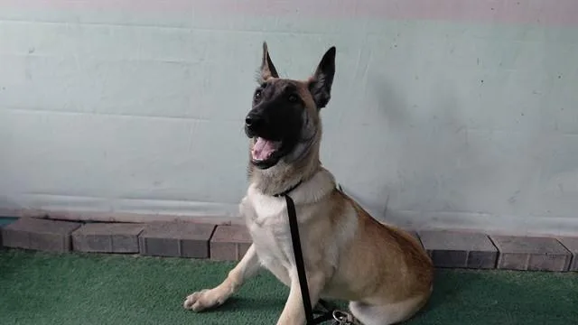 A baby medium-sized female German Shepherd Dog dog named Canela for adoption in Baldwin Park, CA