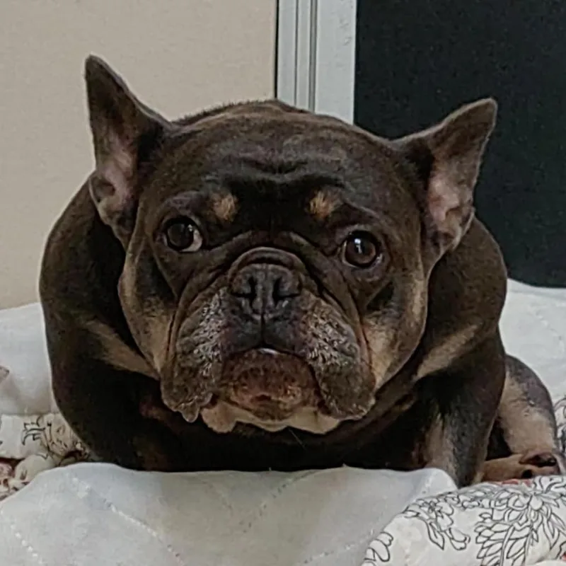An adult medium-sized female Gray / Blue / Silver French Bulldog dog named Juju City of for adoption in Chino Hills, CA