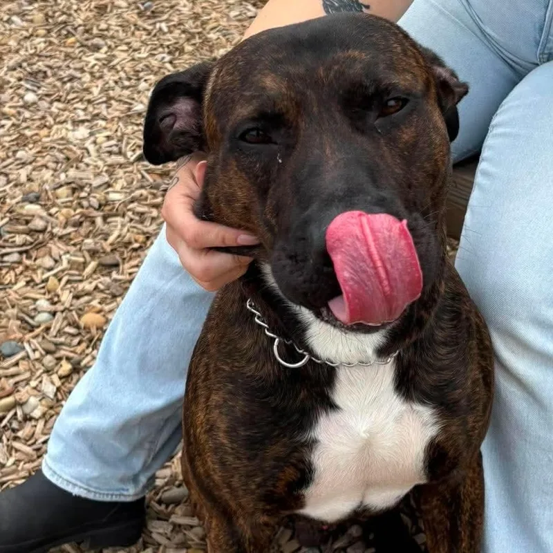 An adult large-sized male Brindle Terrier dog named Chop for adoption in Elyria, OH