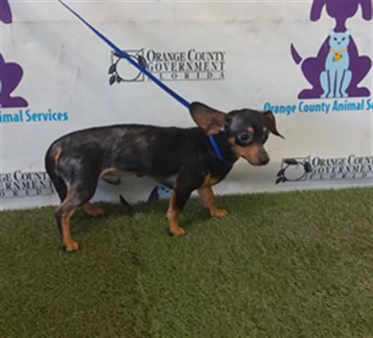 A young small-sized male Chihuahua dog named Biscuit for adoption in Orlando, FL