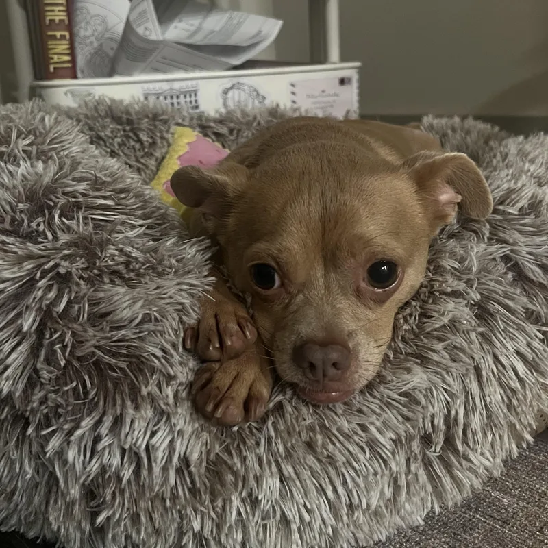 An adult small-sized male Apricot / Beige Chihuahua dog named Diego for adoption in Houston, TX