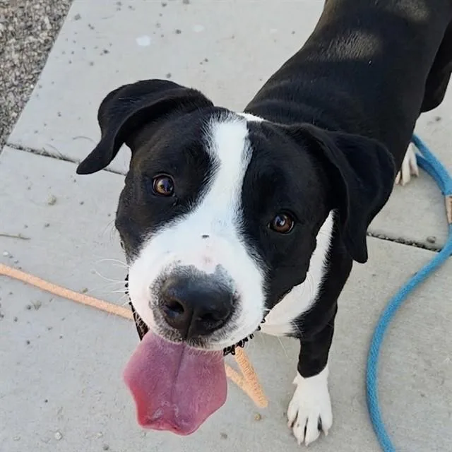 An adult large-sized male Pit Bull Terrier dog named Brom for adoption in Mesa, AZ