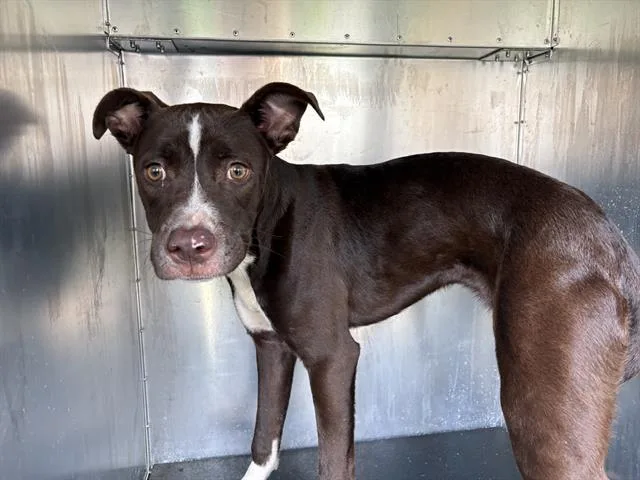An adult medium-sized female Patterdale Terrier / Fell Terrier dog named Thin Mint for adoption in Grand Prairie, TX