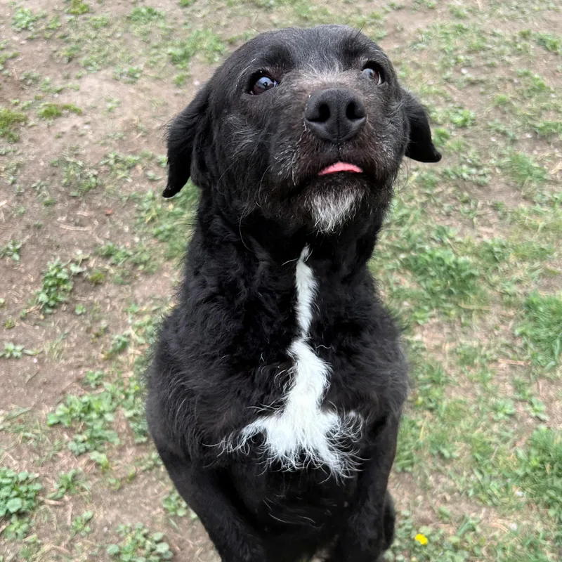 Licorice thumbnail 2