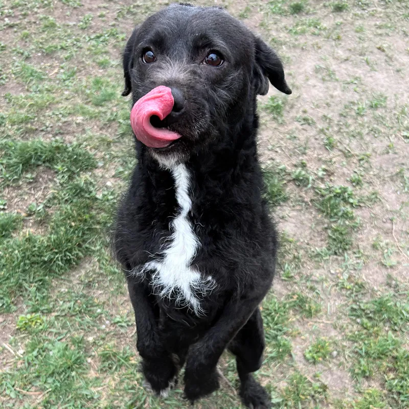 Licorice thumbnail 3