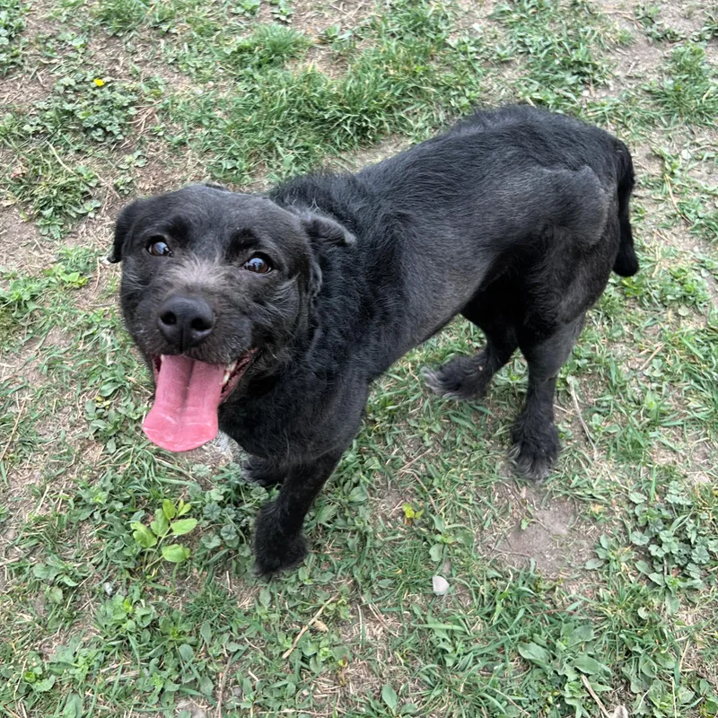 Licorice thumbnail 4