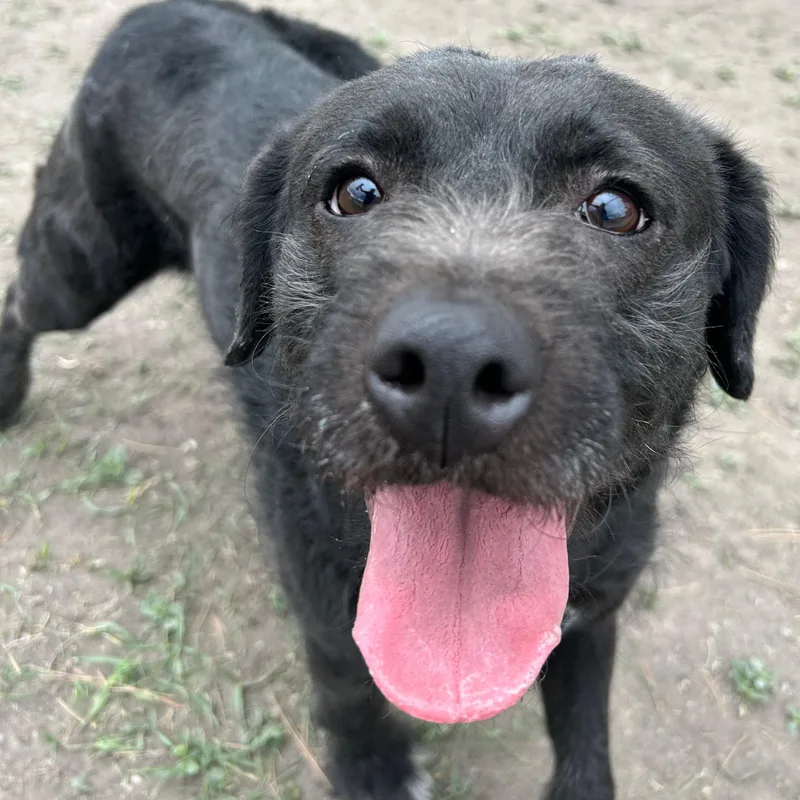 Licorice thumbnail 5