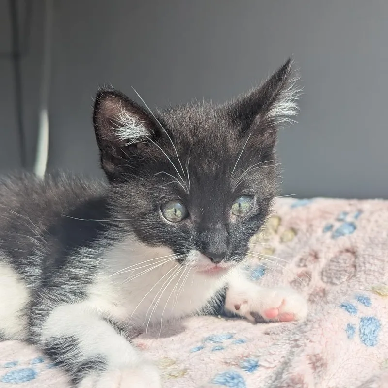 Mateo