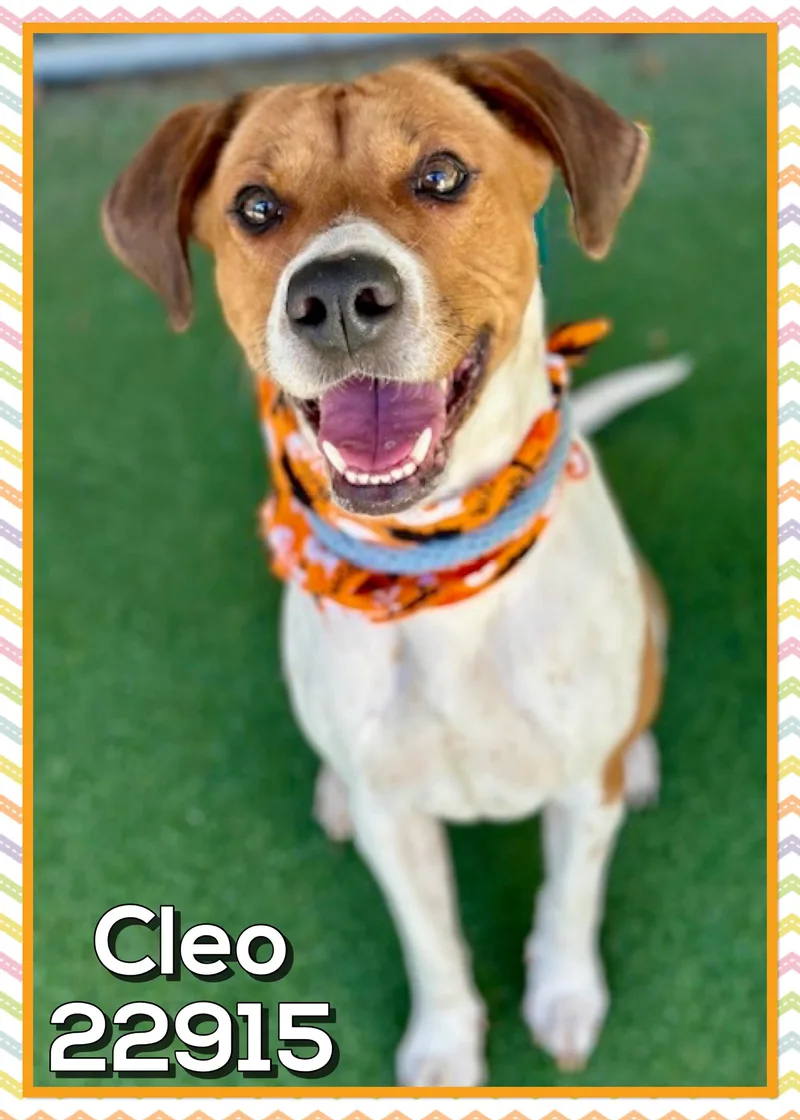 An adult medium-sized female Foxhound dog named Cleo for adoption in Marietta, GA