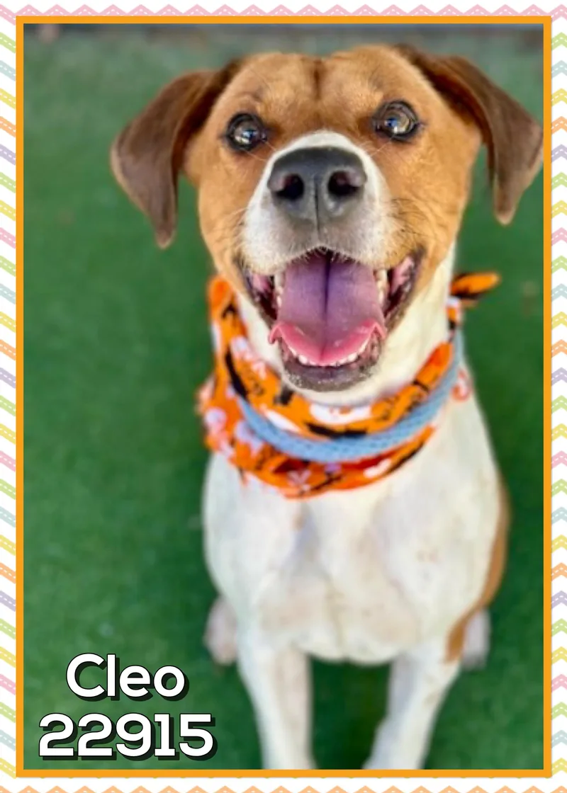 Cleo thumbnail 3