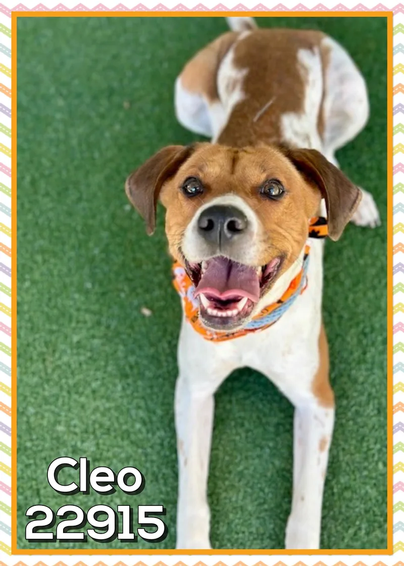 Cleo thumbnail 4