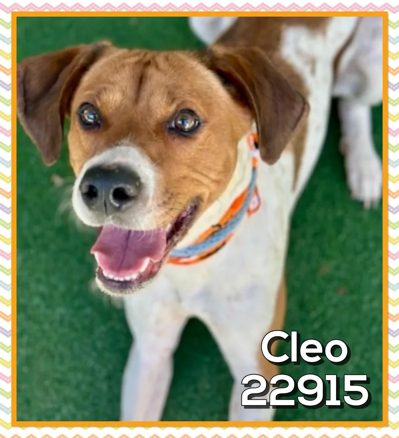 Cleo thumbnail 5