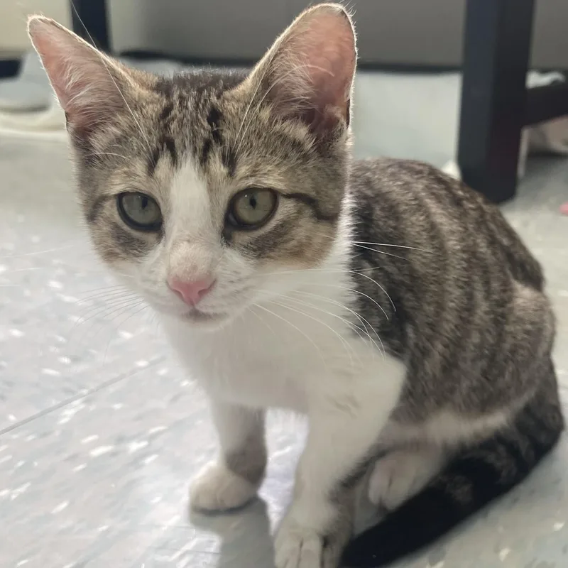 A baby small-sized male Tabby (Buff / Tan / Fawn) Domestic Short Hair cat named Macaw for adoption in New Philadelphia, OH
