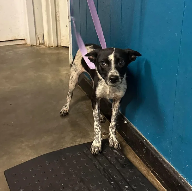 A young medium-sized female Chihuahua dog named Faith for adoption in Ozark, AL
