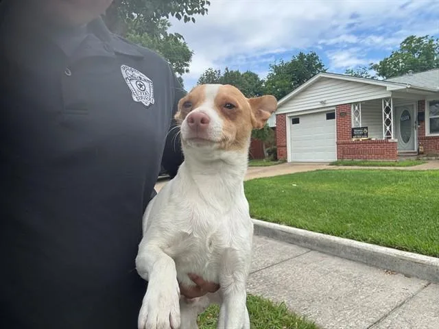 A young small-sized male Chihuahua dog named Pretty Boy for adoption in Garland, TX