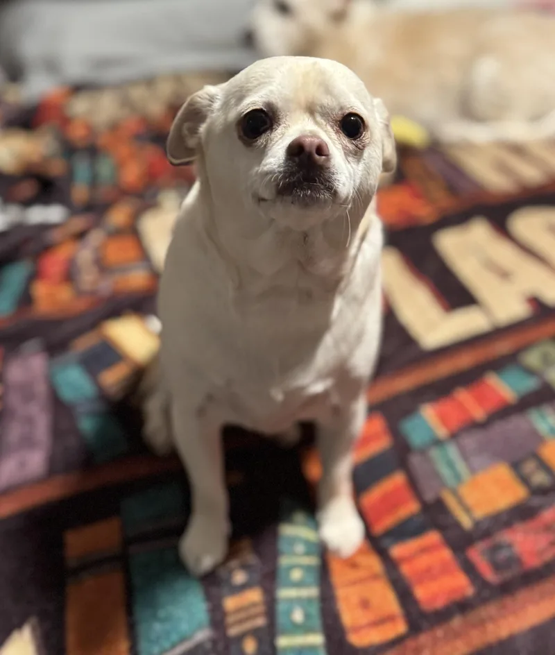 A young small-sized male Apricot / Beige Chug dog named Shooter for adoption in Washington, MO