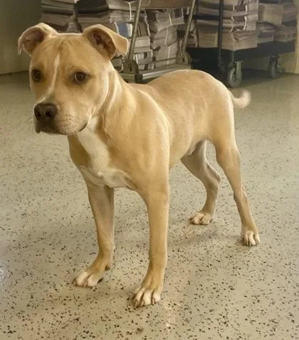 A young medium-sized male Yellow / Tan / Blond / Fawn Pit Bull Terrier dog named Ranger for adoption in Glasgow, KY