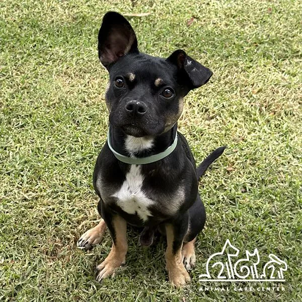 A young small-sized male Staffordshire Bull Terrier dog named Dugg for adoption in Irvine, CA