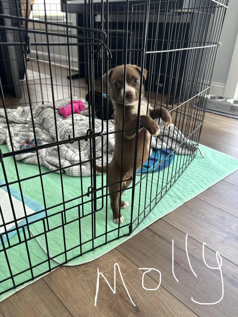 A baby medium-sized female Labrador Retriever dog named Molly for adoption in Berlin, NJ