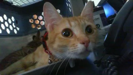 A young large-sized female Domestic Short Hair cat named Starr for adoption in Charlotte, NC