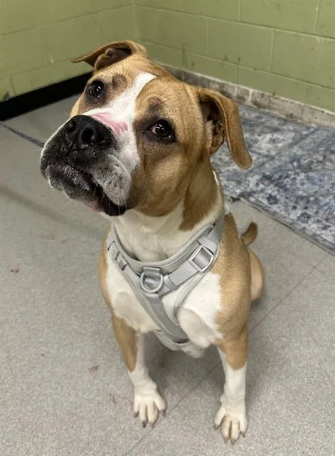 A young medium-sized female Pit Bull Terrier dog named Lulu for adoption in Indianapolis, IN