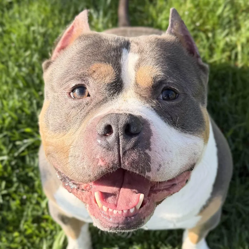 An adult large-sized male Pit Bull Terrier dog named Ravioli for adoption in Jefferson, WI
