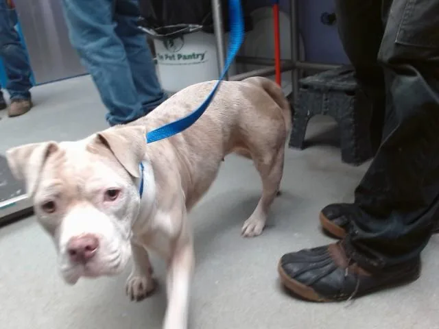 A young medium-sized female English Bulldog dog named Miss Piggy for adoption in Albuquerque, NM