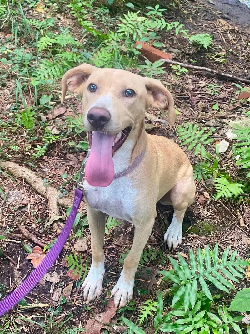 A young medium-sized female Yellow / Tan / Blond / Fawn Carolina Dog dog named Cricket for adoption in Aberdeen, NC