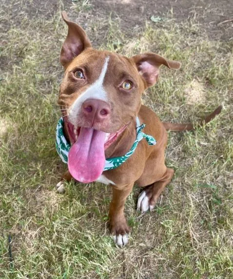 A young medium-sized female Pit Bull Terrier dog named Nyla for adoption in Tulsa, OK