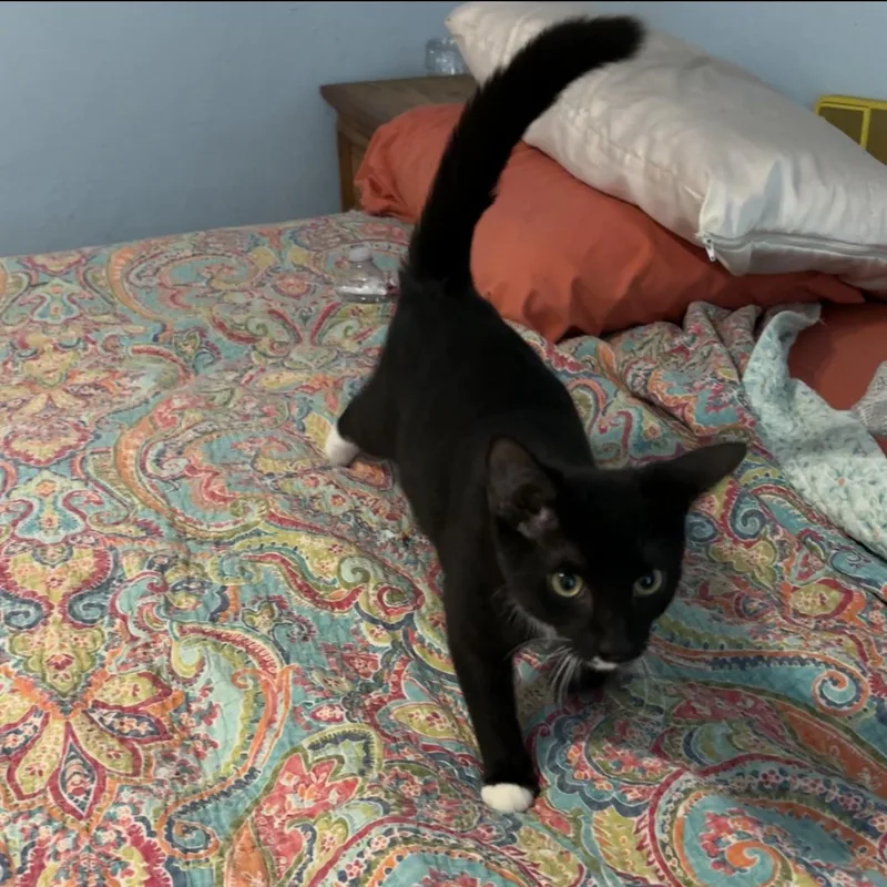 A baby medium-sized male Black & White / Tuxedo Domestic Short Hair cat named Cobalt for adoption in Houston, TX
