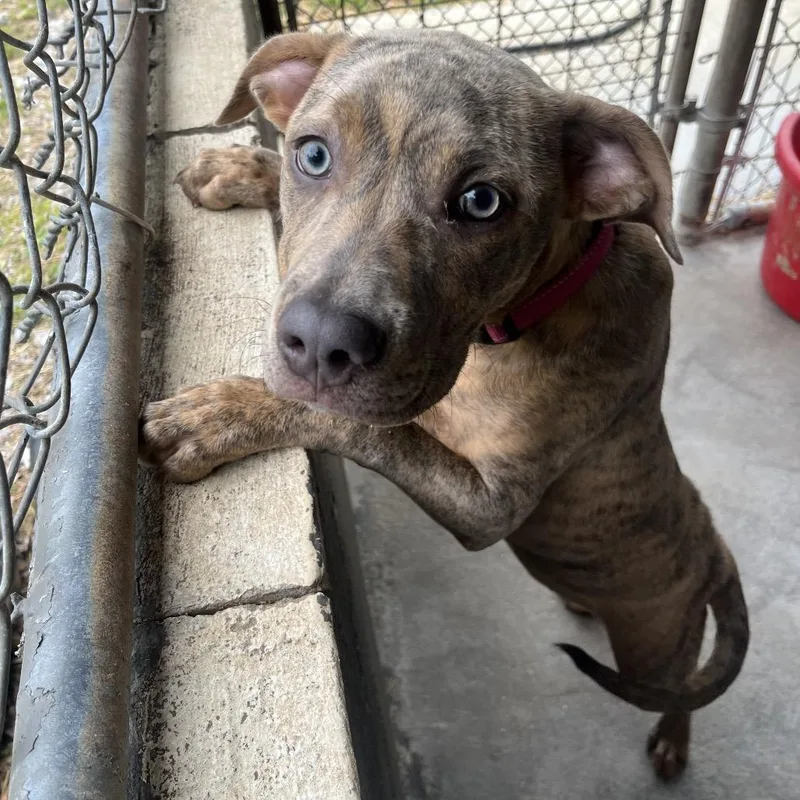 A young medium-sized female Brindle Terrier dog named Sage for adoption in Clanton, AL