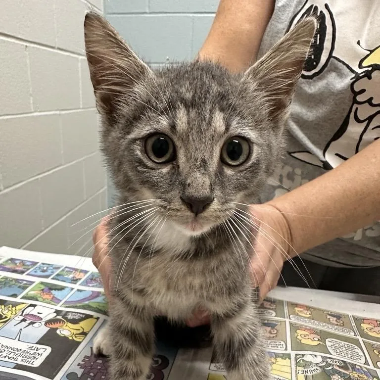 A baby small-sized male Gray / Blue / Silver Domestic Short Hair cat named Cranberry pie for adoption in Jacksonville, FL