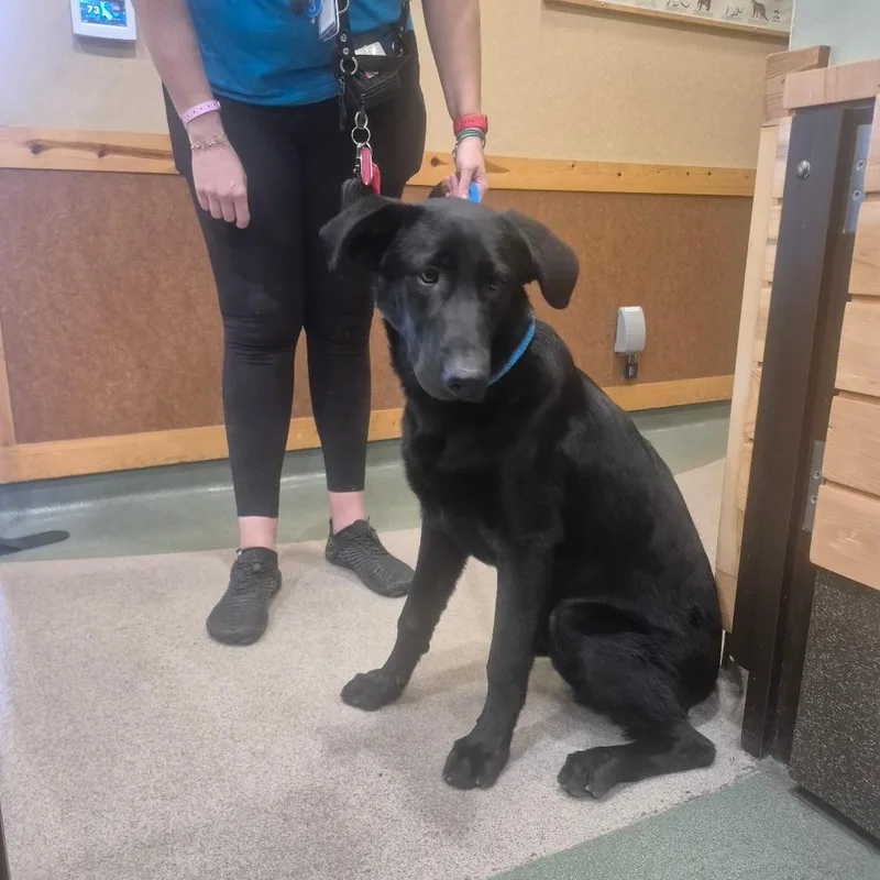 A young large-sized male Black Labrador Retriever dog named IEPAStray for adoption in Upland, CA