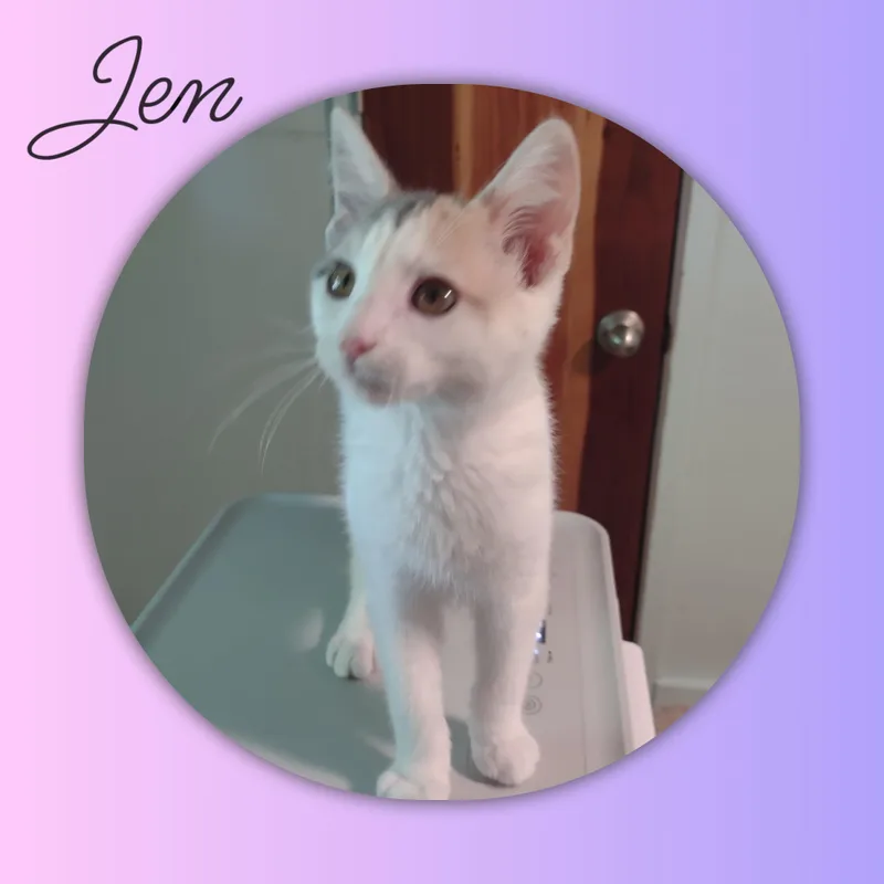 A baby medium-sized female Dilute Calico Calico cat named Jen for adoption in Vacaville, CA