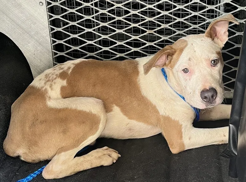 A young small-sized male Mixed Breed dog named Han for adoption in Cartersville , GA