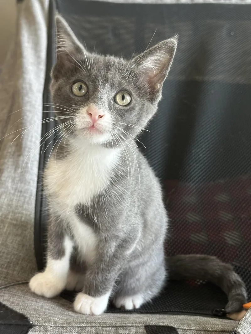 A baby small-sized female Gray & White Domestic Short Hair cat named Maus  North Conroe for adoption in Spring, TX