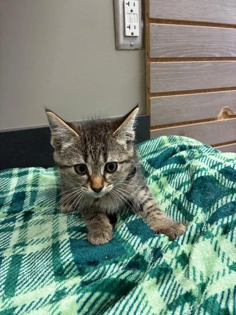 A baby small-sized female Domestic Medium Hair cat named Andy for adoption in Sidney, OH