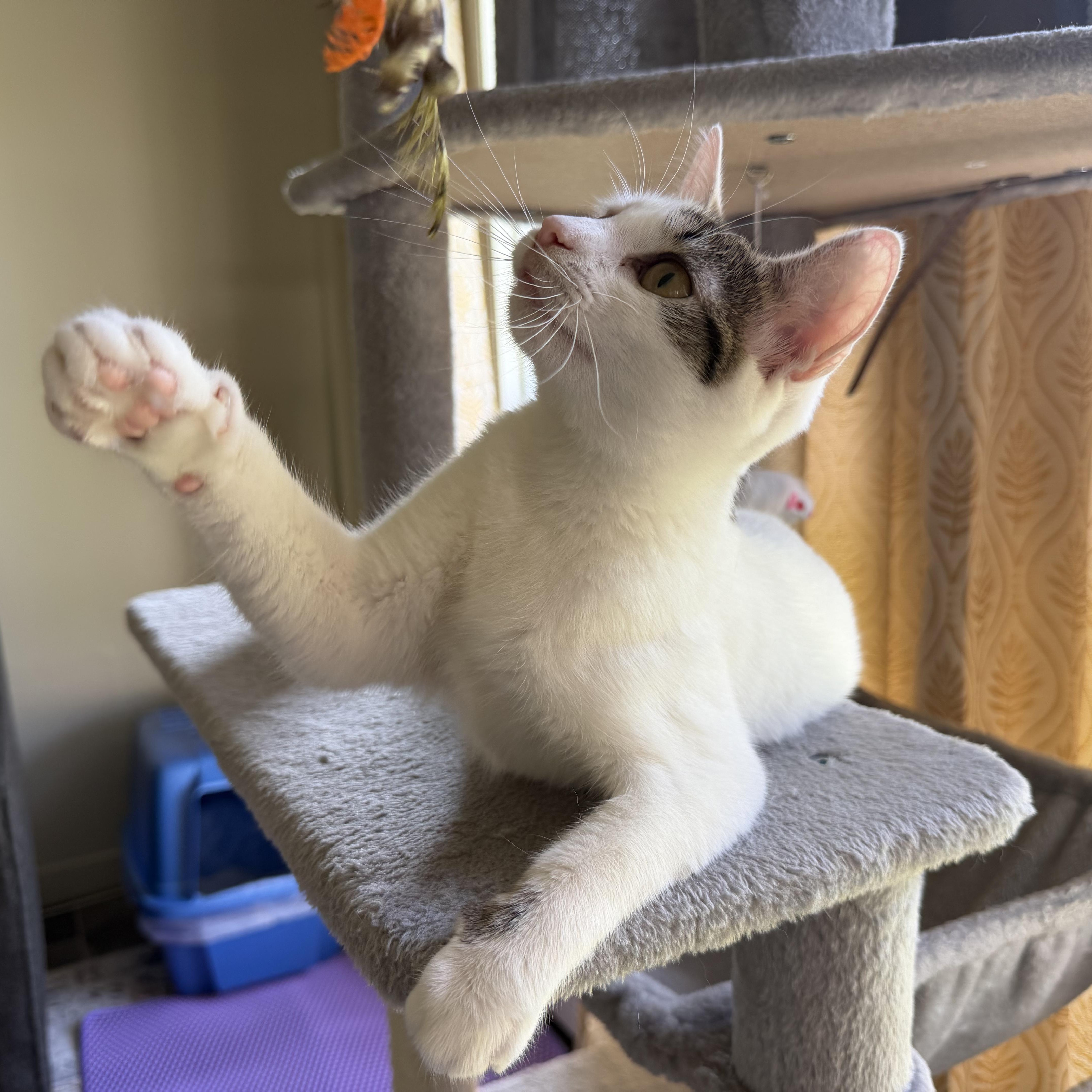 An adult medium-sized female White Domestic Short Hair cat named Tiger Lily for adoption in East Greenwich, RI