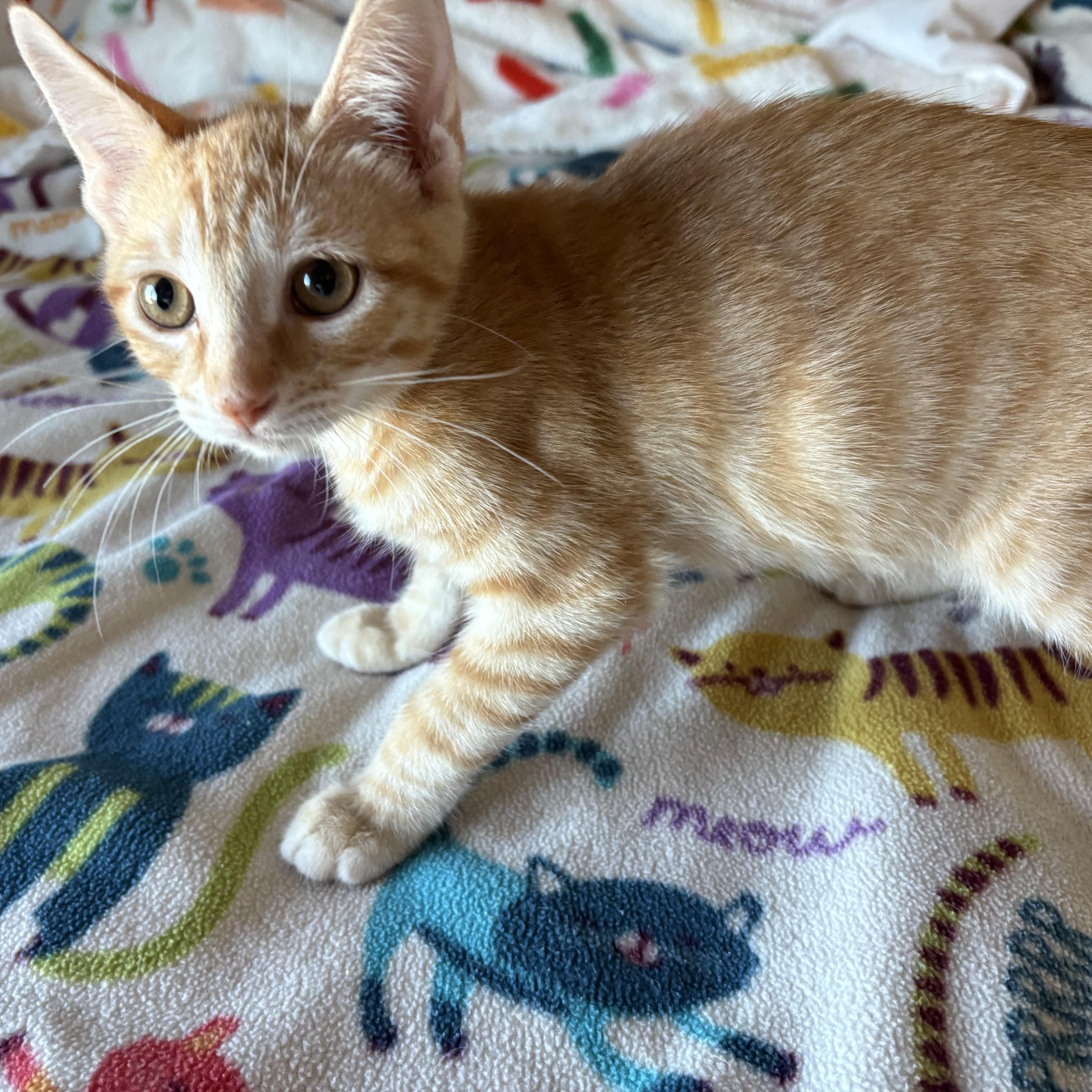 A baby medium-sized male Orange & White Domestic Short Hair cat named Mini Fry for adoption in SCOTTSDALE, AZ