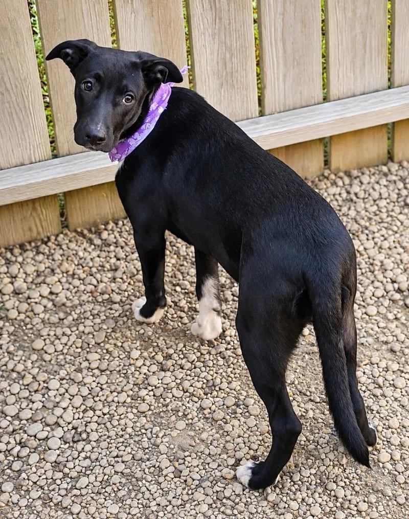 A baby medium-sized female Mixed Breed dog named Celeste for adoption in Fond Du Lac, WI