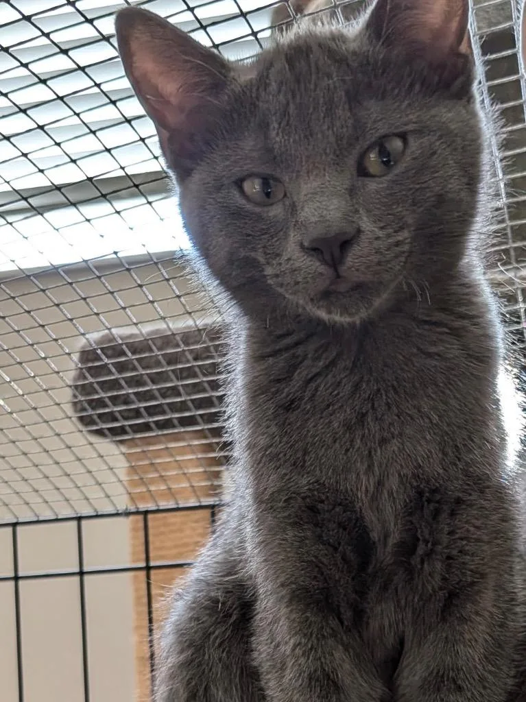 A baby small-sized female Domestic Short Hair cat named Gladys for adoption in Ogden, UT
