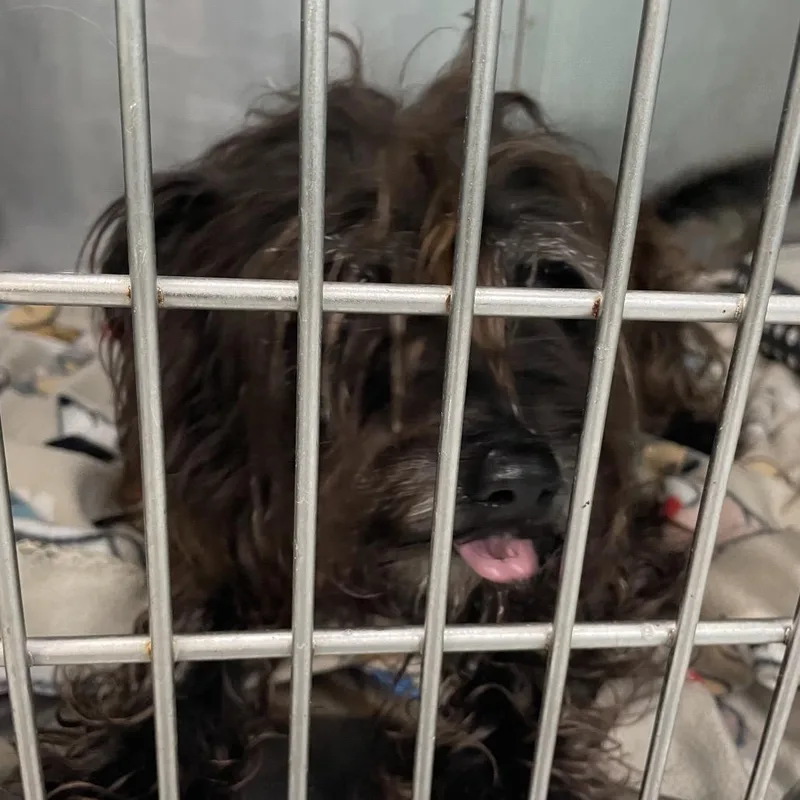 A young small-sized male Brown / Chocolate Shih Tzu dog named Oscar for adoption in Port Charlotte, FL