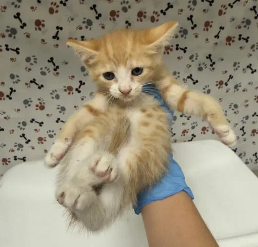 A baby small-sized female Domestic Short Hair cat named Peach for adoption in Riverside, CA