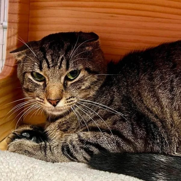 An adult medium-sized male Tabby (Brown / Chocolate) Domestic Short Hair cat named Breadstick for adoption in New Philadelphia, OH