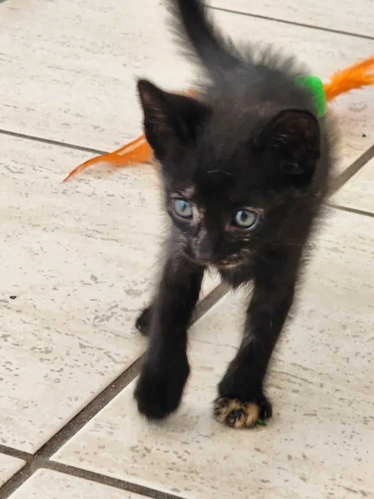 A baby small-sized female Domestic Short Hair cat named Squeaky for adoption in New York, NY